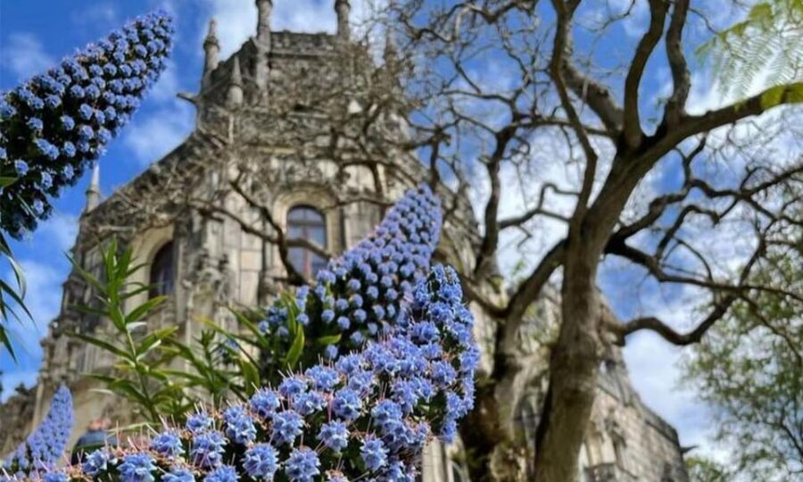 From Lisbon: Sintra, Pena Palace and Regaleira Day Trip - Pena Palace exterior walk: the famous colors, terraces, and views—minus the interior rooms