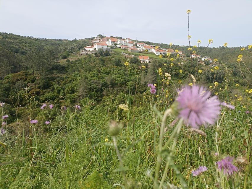 From Sintra, Mafra, or Ericeira: Hike and Wine Tour - Inside Manzwine: museum tour, production facilities, and six wines
