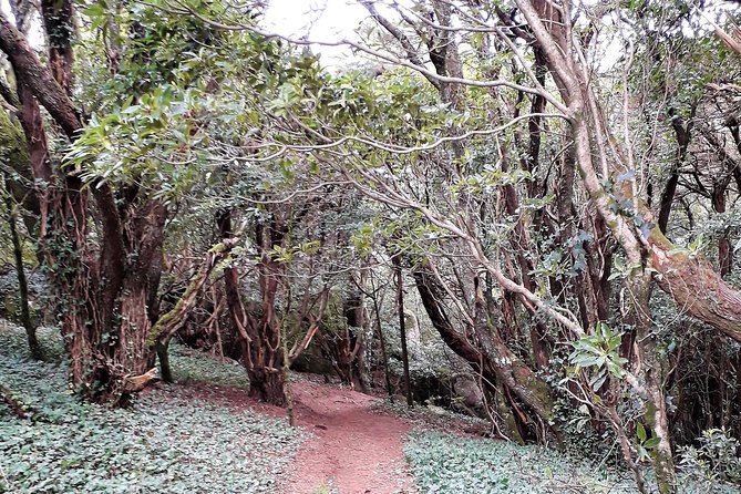 Hiking in Sintra-Cascais Natural Park - Key highlights you’ll feel on this hike