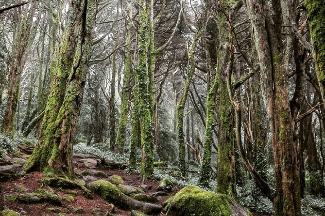 Private Evening Walk Inside the Forest: "Sintra Mountains Inbetween Wolves" - The sunset-to-stars rhythm on the trail