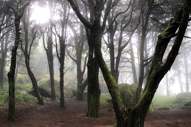 Private Evening Walk Inside the Forest: "Sintra Mountains Inbetween Wolves" - What to bring (and what to avoid) for a dark forest hike