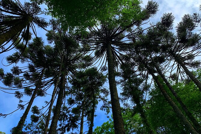 Private Tour: Discover the Magic of Sintra - Afternoon Tour - Price and Value: Is $163 Worth It?